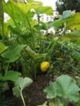 Jardin_partage_Choisi_-_Paris_13eme_-_37.jpg
