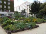 Jardin_partage_Choisi_-_Paris_13eme_-_38.jpg