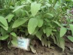 Jardin_partage_Choisi_-_Paris_13eme_-_39.jpg