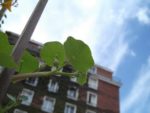 Jardin_partage_Choisi_-_Paris_13eme_-_40.jpg
