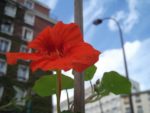 Jardin_partage_Choisi_-_Paris_13eme_-_41.jpg