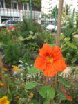 Jardin_partage_Choisi_-_Paris_13eme_-_7.jpg