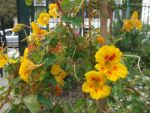 Jardin_partage_Choisi_-_Paris_13eme_-_8.jpg