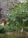 Jardin_partage_Croulebarbe_-_28_juillet_2011_-_11.jpg