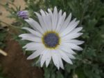 Jardin_partage_Croulebarbe_-_28_juillet_2011_-_14.jpg