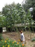 Jardin_partage_Croulebarbe_-_28_juillet_2011_-_16.jpg