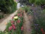 Jardin_partage_Croulebarbe_-_28_juillet_2011_-_17.jpg