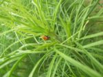 Jardin_partage_Croulebarbe_-_28_juillet_2011_-_18.jpg