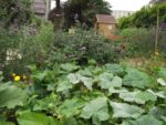 Jardin_partage_Croulebarbe_-_28_juillet_2011_-_1a.jpg