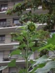 Jardin_partage_Croulebarbe_-_28_juillet_2011_-_20.jpg