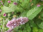 Jardin_partage_Croulebarbe_-_28_juillet_2011_-_21.jpg