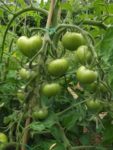 Jardin_partage_Croulebarbe_-_28_juillet_2011_-_22.jpg