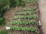 Jardin_partage_Croulebarbe_-_28_juillet_2011_-_23.jpg