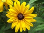 Jardin_partage_Croulebarbe_-_28_juillet_2011_-_24.jpg