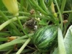 Jardin_partage_Croulebarbe_-_28_juillet_2011_-_25.jpg
