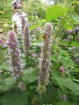 Jardin_partage_Croulebarbe_-_28_juillet_2011_-_27.jpg