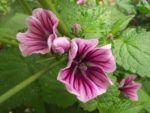 Jardin_partage_Croulebarbe_-_28_juillet_2011_-_29.jpg