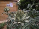 Jardin_partage_Croulebarbe_-_28_juillet_2011_-_30.jpg
