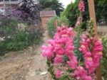 Jardin_partage_Croulebarbe_-_28_juillet_2011_-_31.jpg