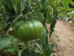 Jardin_partage_Croulebarbe_-_28_juillet_2011_-_34.jpg