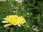 Jardin_partage_Croulebarbe_-_28_juillet_2011_-_35.jpg