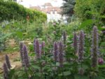 Jardin_partage_Croulebarbe_-_28_juillet_2011_-_5.jpg