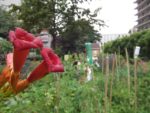 Jardin_partage_Croulebarbe_-_28_juillet_2011_-_6.jpg