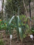 Jardin_partage_des_Blancs_Manteaux_-_Paris_4eme_-_11.jpg