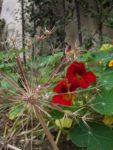 Jardin_partage_des_Blancs_Manteaux_-_Paris_4eme_-_14.jpg