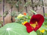 Jardin_partage_des_Blancs_Manteaux_-_Paris_4eme_-_16.jpg