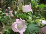 Jardin_partage_des_Blancs_Manteaux_-_Paris_4eme_-_20.jpg