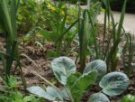 Jardin_partage_des_Blancs_Manteaux_-_Paris_4eme_-_21.jpg