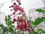 Jardin_partage_des_Blancs_Manteaux_-_Paris_4eme_-_22.jpg