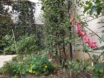 Jardin_partage_des_Blancs_Manteaux_-_Paris_4eme_-_23.jpg