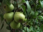 Jardin_partage_des_Blancs_Manteaux_-_Paris_4eme_-_24.jpg