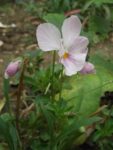 Jardin_partage_des_Blancs_Manteaux_-_Paris_4eme_-_25.jpg