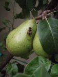 Jardin_partage_des_Blancs_Manteaux_-_Paris_4eme_-_27.jpg