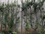 Jardin_partage_des_Blancs_Manteaux_-_Paris_4eme_-_3.jpg