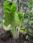 Jardin_partage_des_Blancs_Manteaux_-_Paris_4eme_-_4.jpg