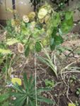 Jardin_partage_des_Blancs_Manteaux_-_Paris_4eme_-_5.jpg