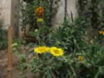 Jardin_partage_des_Blancs_Manteaux_-_Paris_4eme_-_6.jpg