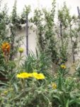 Jardin_partage_des_Blancs_Manteaux_-_Paris_4eme_-_7.jpg