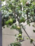 Jardin_partage_des_Blancs_Manteaux_-_Paris_4eme_-_8.jpg