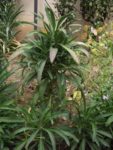 Jardin_partage_des_Blancs_Manteaux_-_Paris_4eme_-_9.jpg