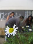 Juin_-_Potager_au_Carre_-_Culture_s_en_herbe_s_.jpg