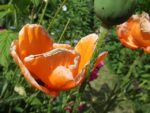 Le_Poireau_Agile_-_Fete_de_la_Nature_-_21_mai_2011_-11.jpg