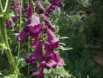 Le_Poireau_Agile_-_Fete_de_la_Nature_-_21_mai_2011_-12.jpg