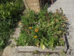 Le_Poireau_Agile_-_Fete_de_la_Nature_-_21_mai_2011_-13.jpg