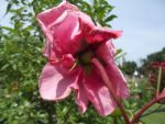 Le_Poireau_Agile_-_Fete_de_la_Nature_-_21_mai_2011_-14.jpg