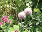 Le_Poireau_Agile_-_Fete_de_la_Nature_-_21_mai_2011_-16.jpg